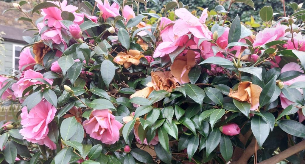 Remove browning blooms from camellias