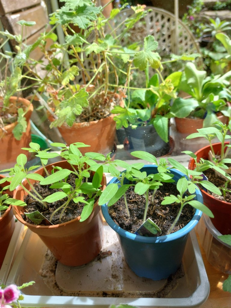 Pat's tomato seedlings just getting their true leaves