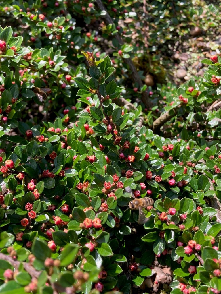 Cotoneaster