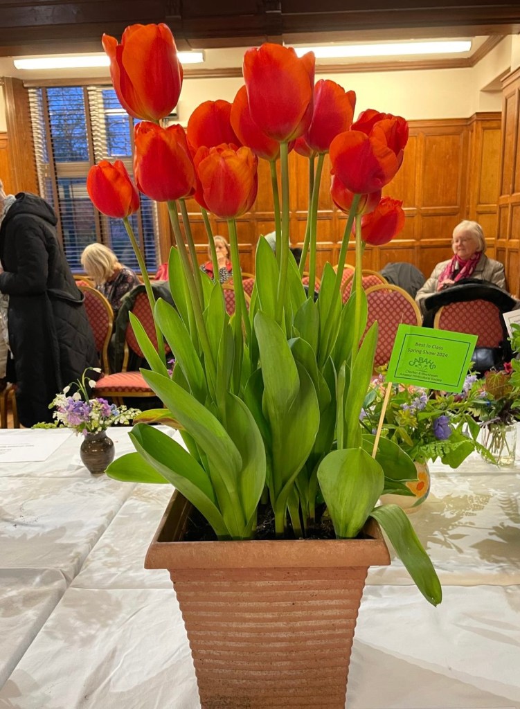 Tulip display