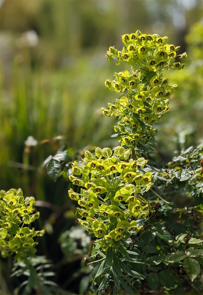 Euphorbia characias, East Lambrook Manor Gardens, April 2024