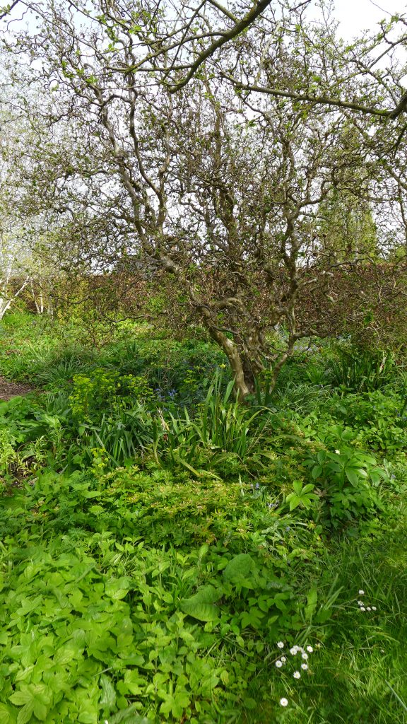 Green Garden, East Lambrook Manor Gardens, April 2024
