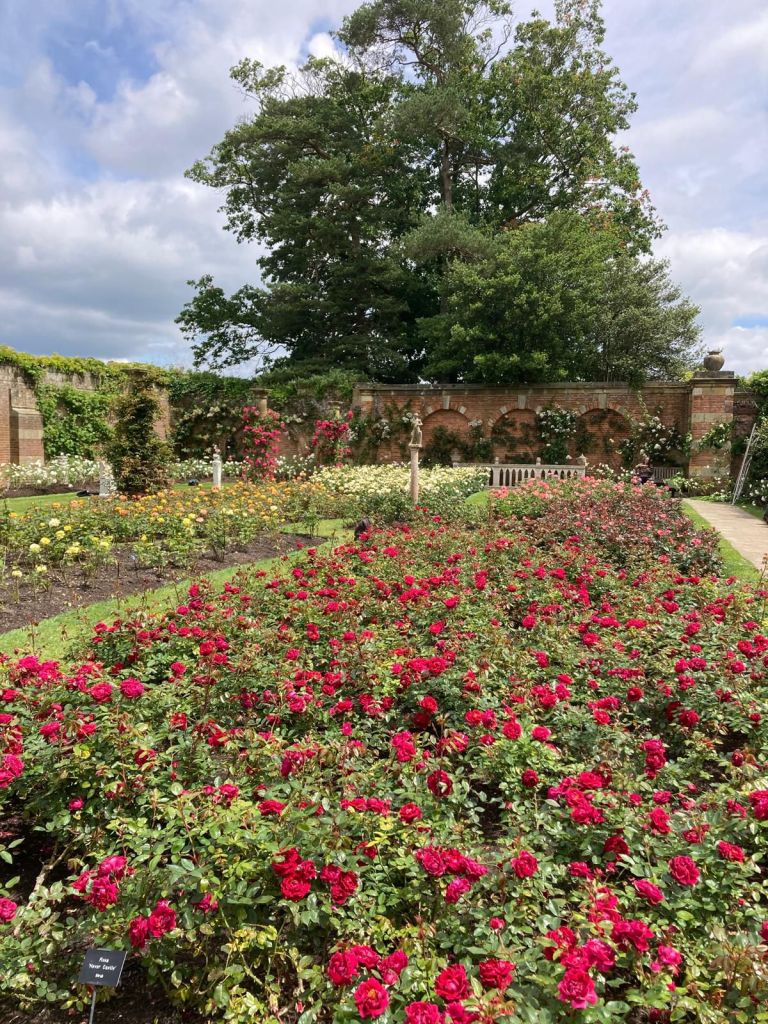 Hever Castle Rose
