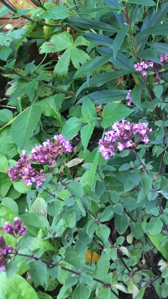 Sharon's Origanum vulgare