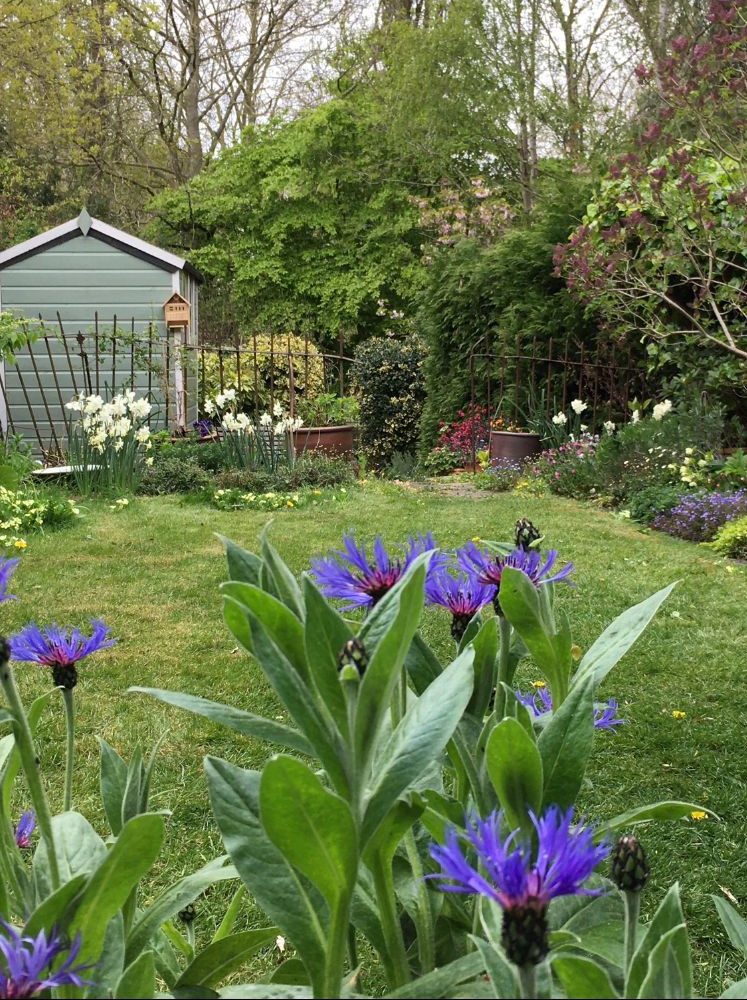 Sharon's Centaurea scabiosa