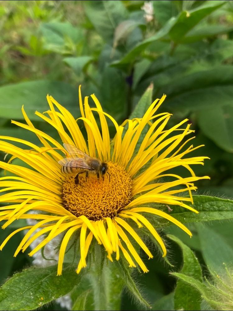Insect on yellow plant