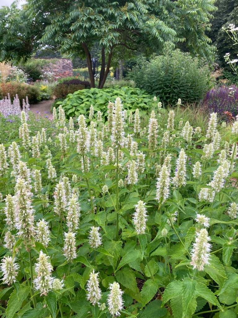 Agastache Alabaster