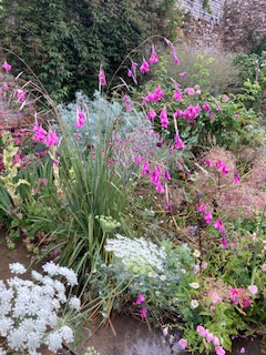 Pink specimen in Rose Garden at Sissinghurst Gardens