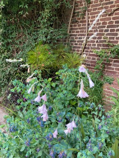 Blush-mauve specimen at Sissinghurst Gardens