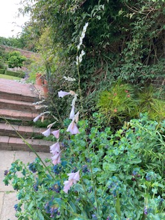 Blush-mauve specimen at Sissinghurst Gardens