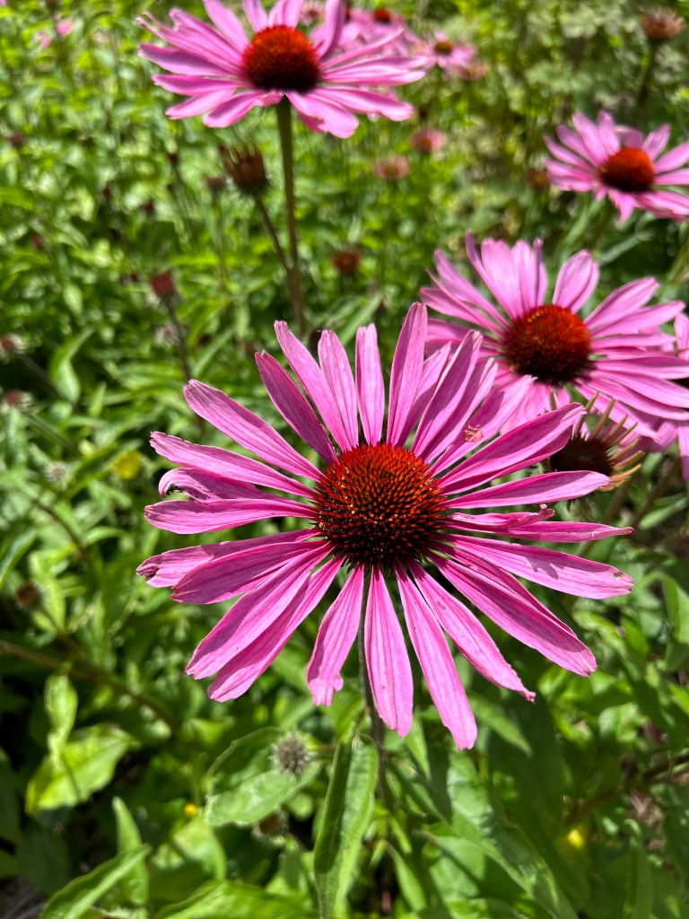 Echinacea