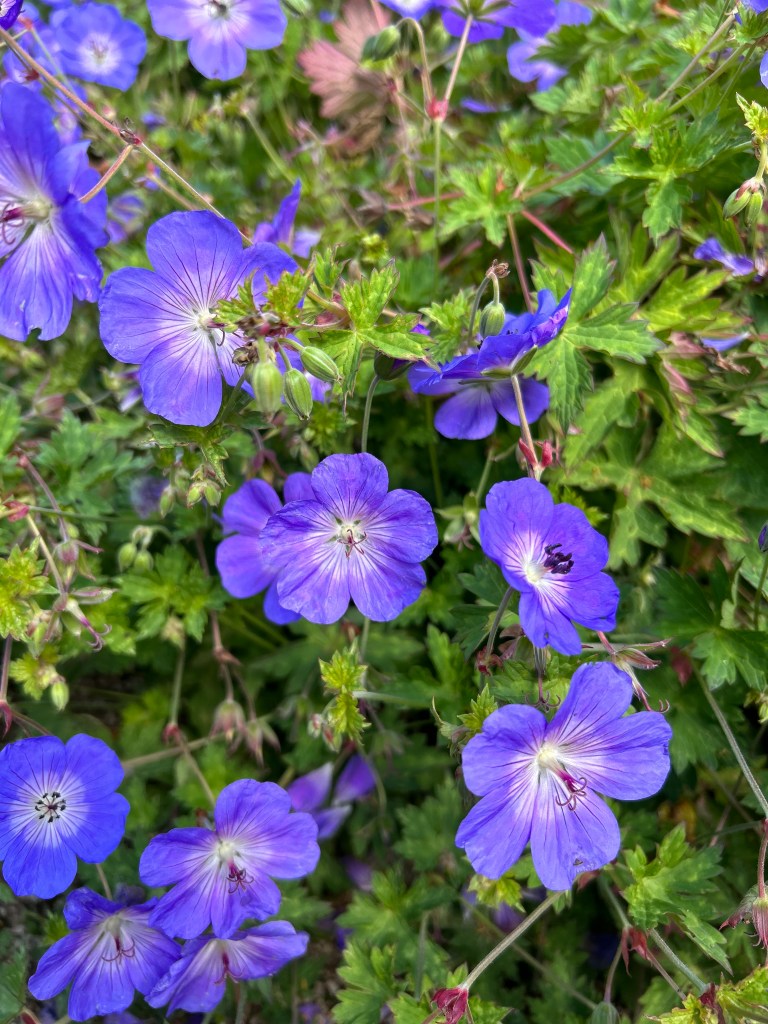 Geranium Rozanne