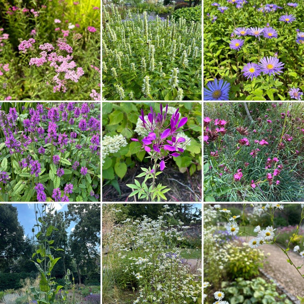 Flowers in bloom July