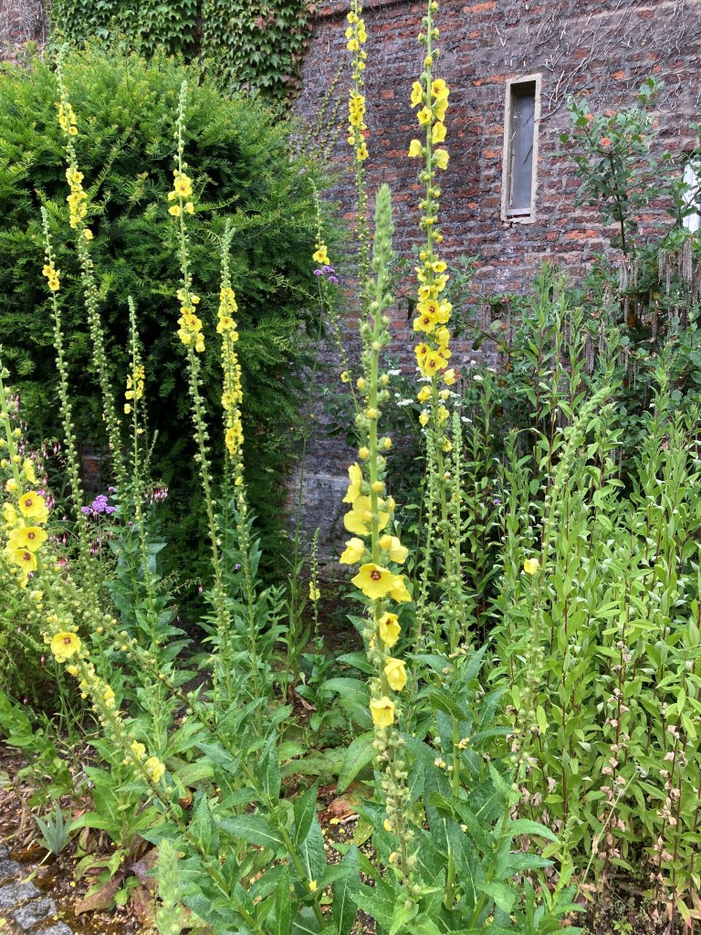 Verbascum
