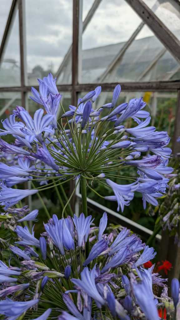 Agapanthus 'Africanus'