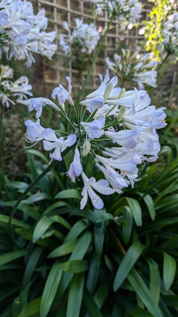 Agapanthus 'Phantom'