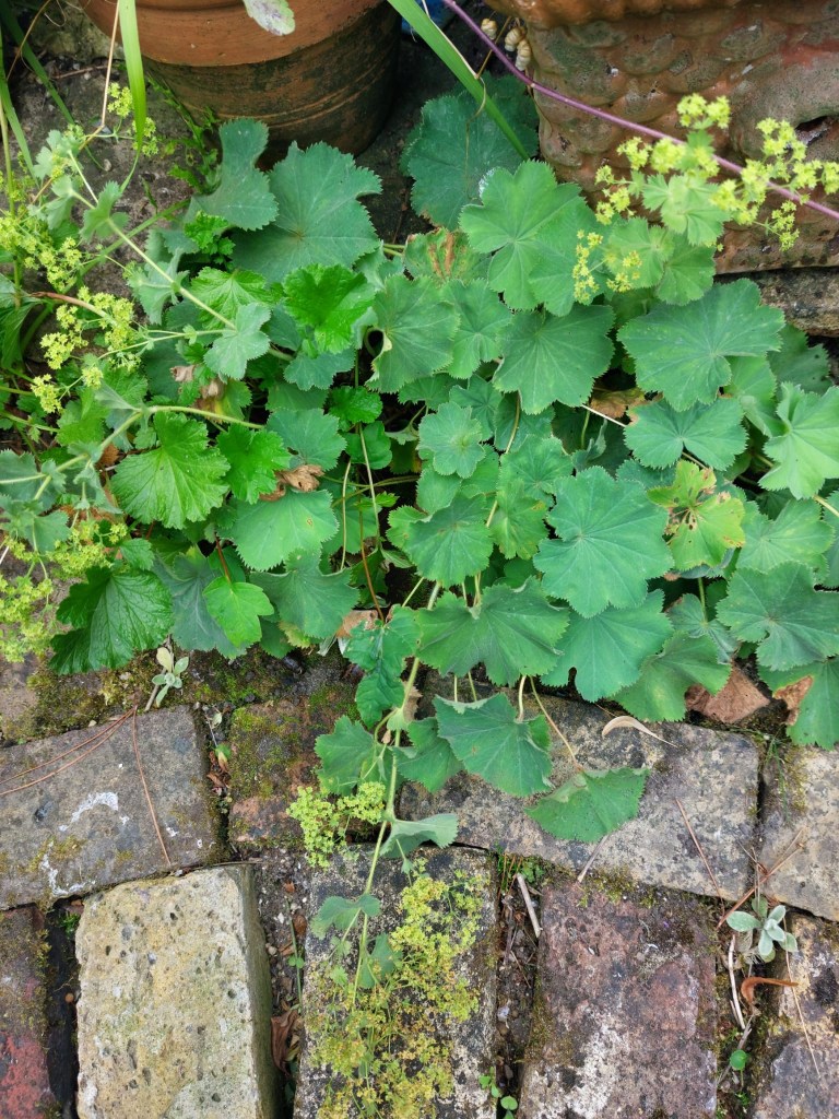 Alchemilla mollis ready to cut back