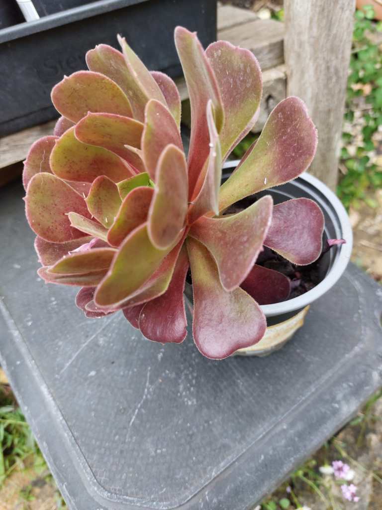 Aeonium cutting