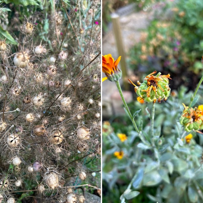 Nigella and Calendula gone to seed