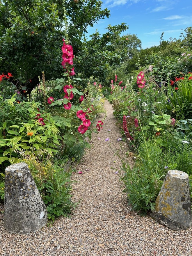 Charleston hollyhocks 