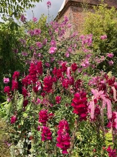 Crimson Snapdragon with Lavatera