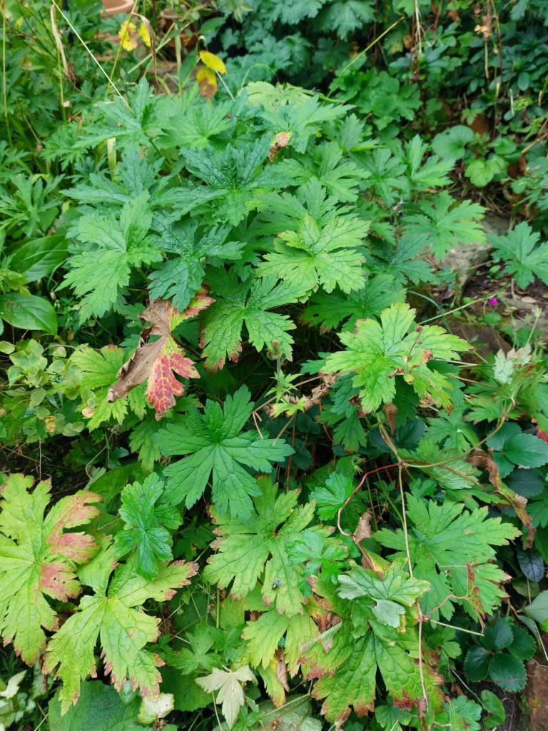 Hardy geraniums ready to cut back