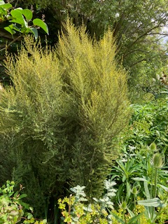 Olearia solandri and teasels
