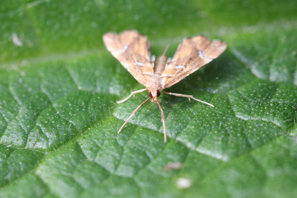 Endotricha flammealis 