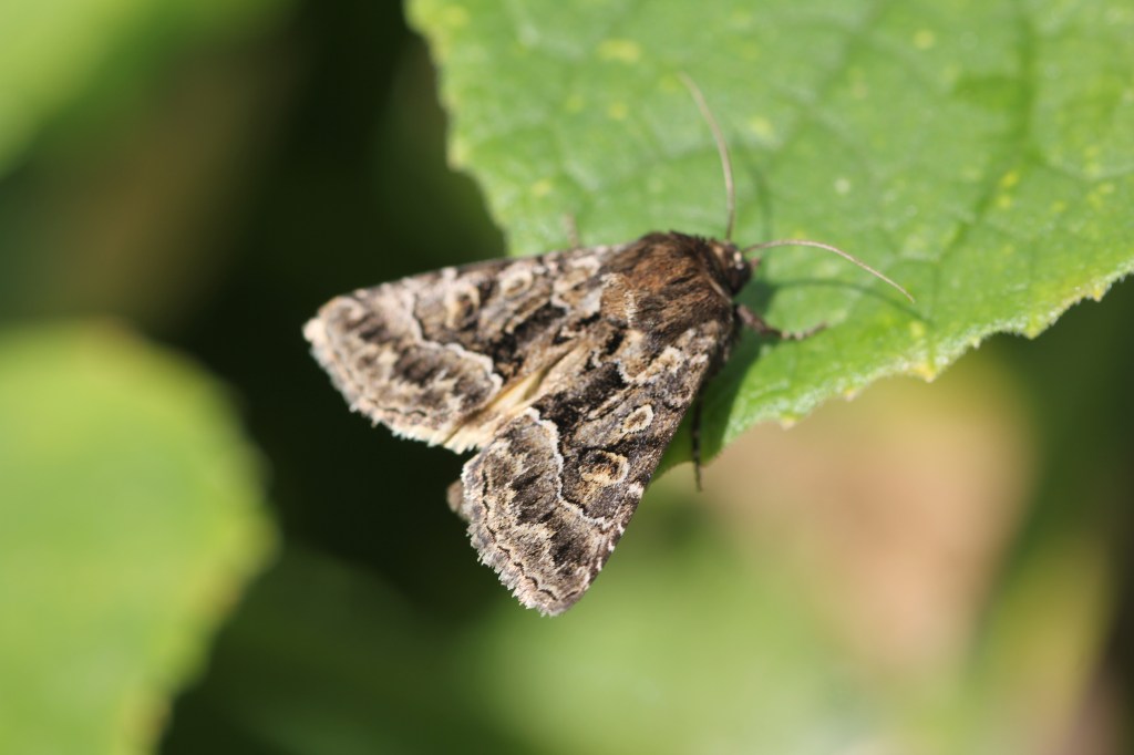 Straw Underwing