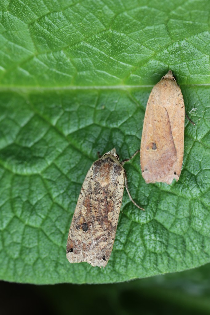 2 Large Yellow Underwin