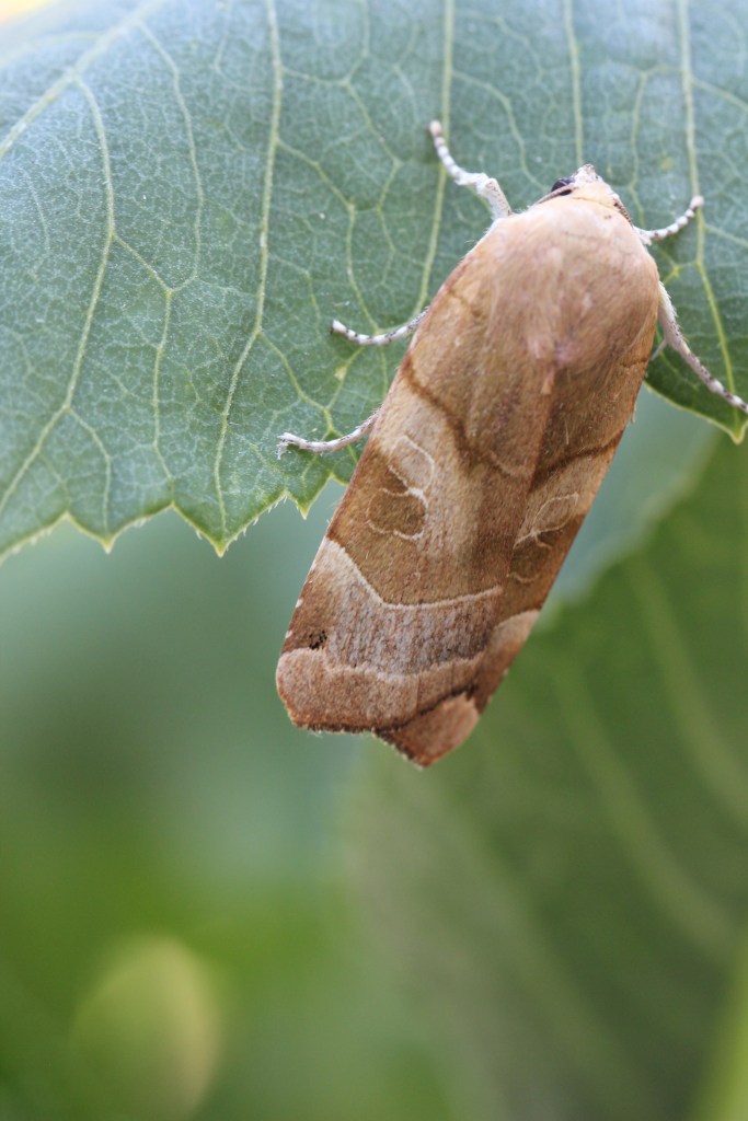 Broad-bordered Yellow Underwing