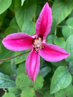 Clematis 'Princess Diana' showing beautiful markings
