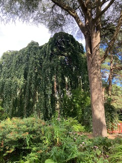 The impressive Weeping Beech tree