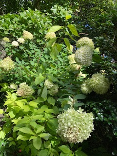 Hydrangea paniculata 'Limelight'