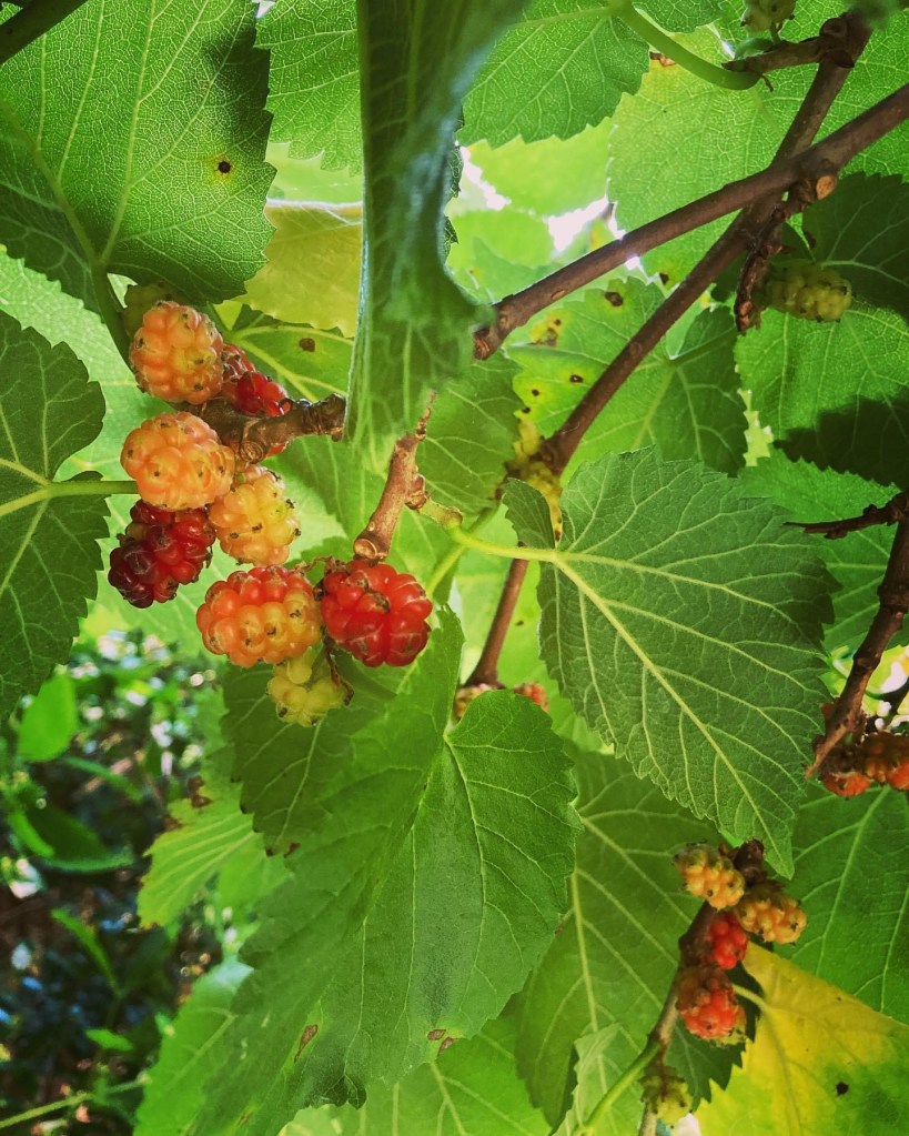 Mulberry fruits