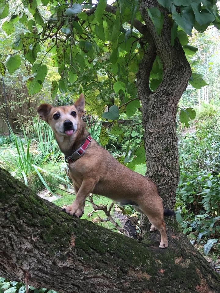 Dog climbing a mulberry tree