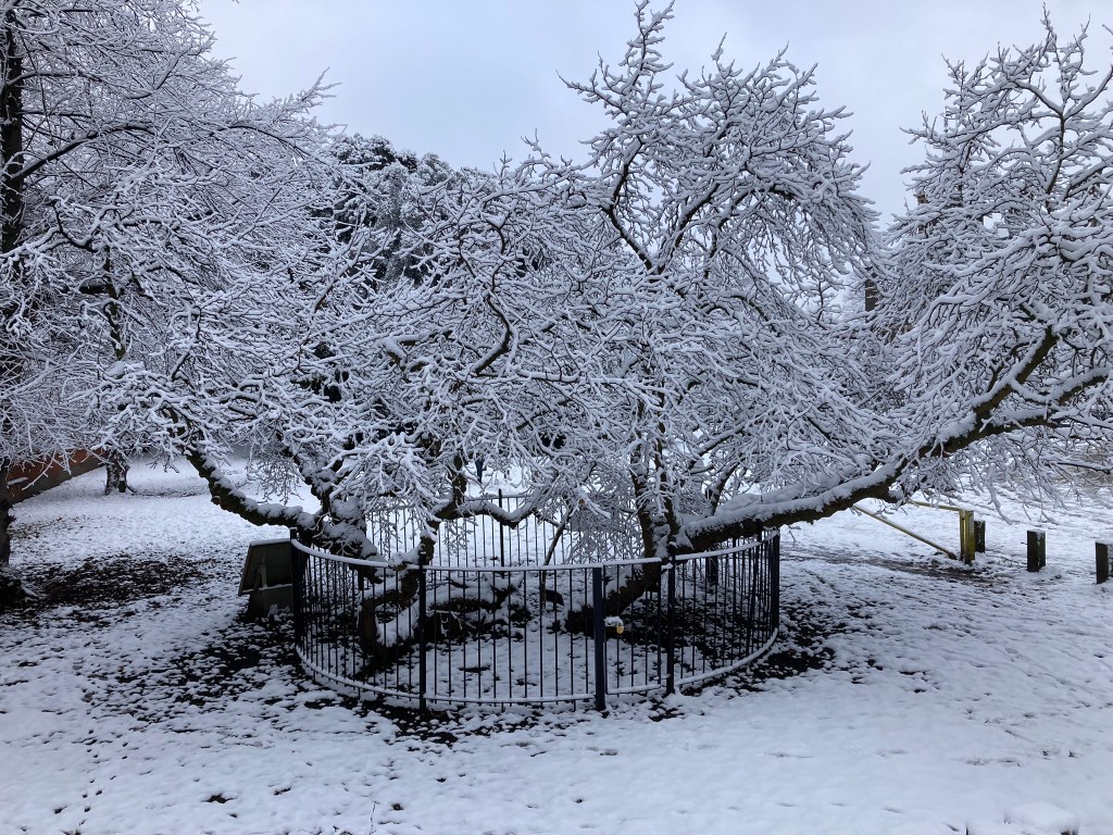 Mulberry in snow