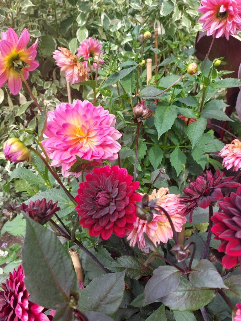 Deadhead Dahlia flowers