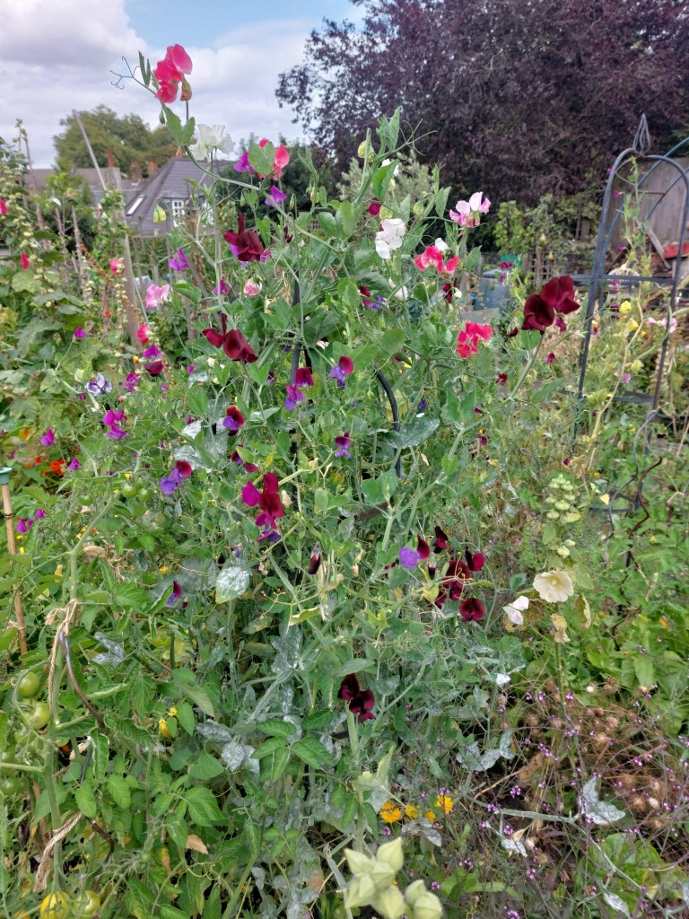 Deadhead Sweetpeas