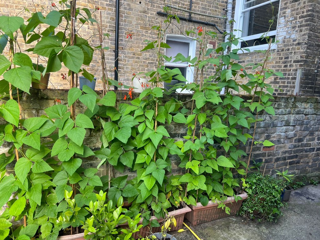 Pinch out runner beans at top of supports