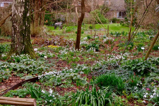 Copton Ash Woodland bed with snowdrops and Narcissi Copton Ash Woodland bed with snowdrops and Narcissi
