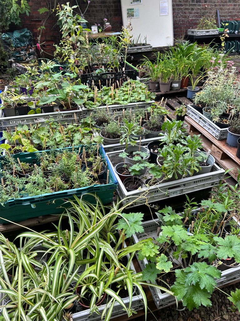 Lots of plants!