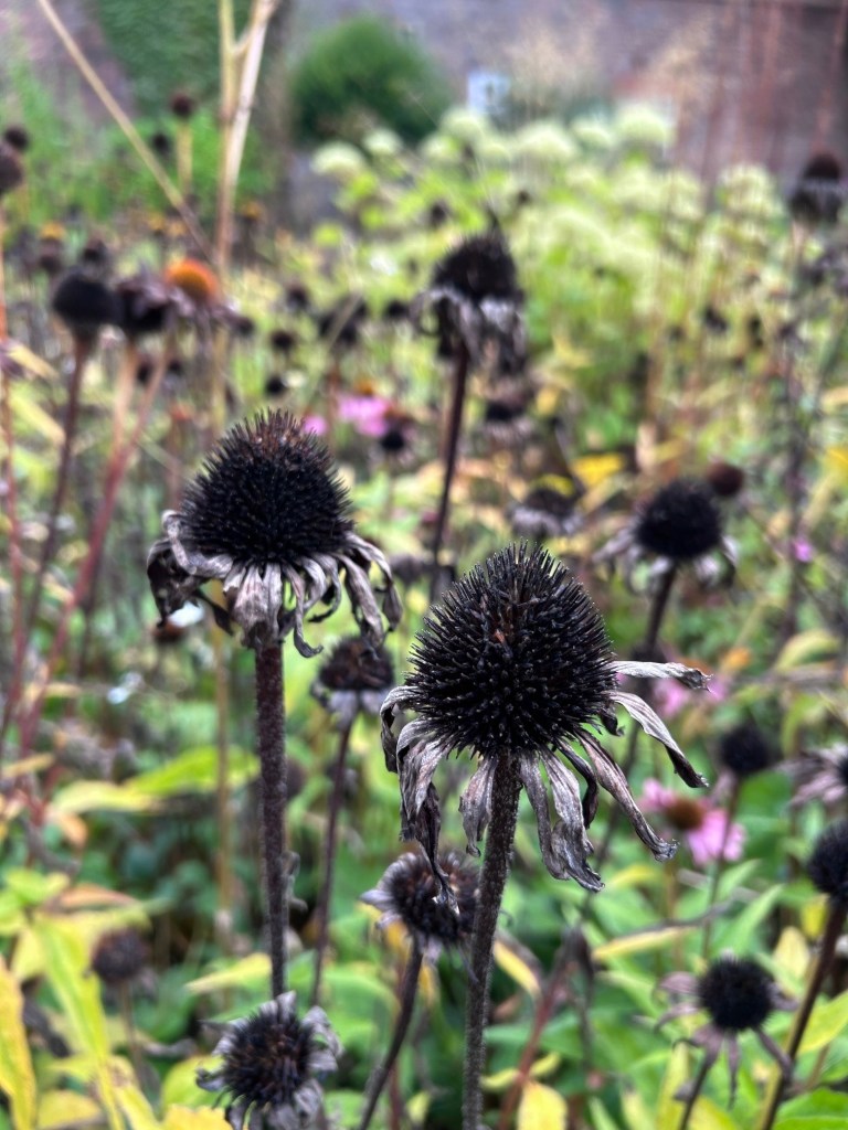 Echinacea seedheads looking spooky for Halloween Old Pond Garden, Oct 24