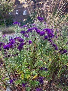 Aster flowers Oct 24 , Charlton House Old Pond Garden