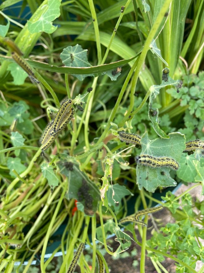 Cabbage white caterpillars on nasturtiums