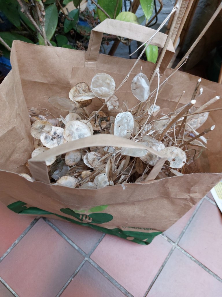 Storing seeds before putting in envelopes