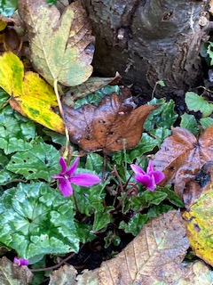 Cyclamen hederifolium