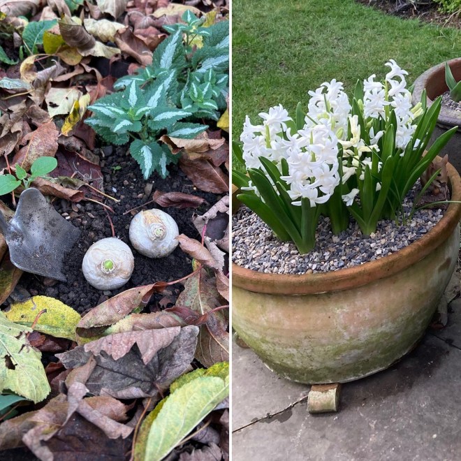 Plant tulips and hyacinths