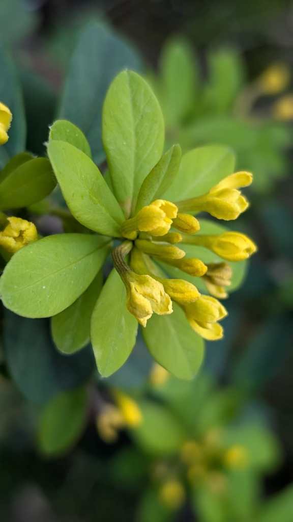 Daphne gemmata 'Royal Crown'