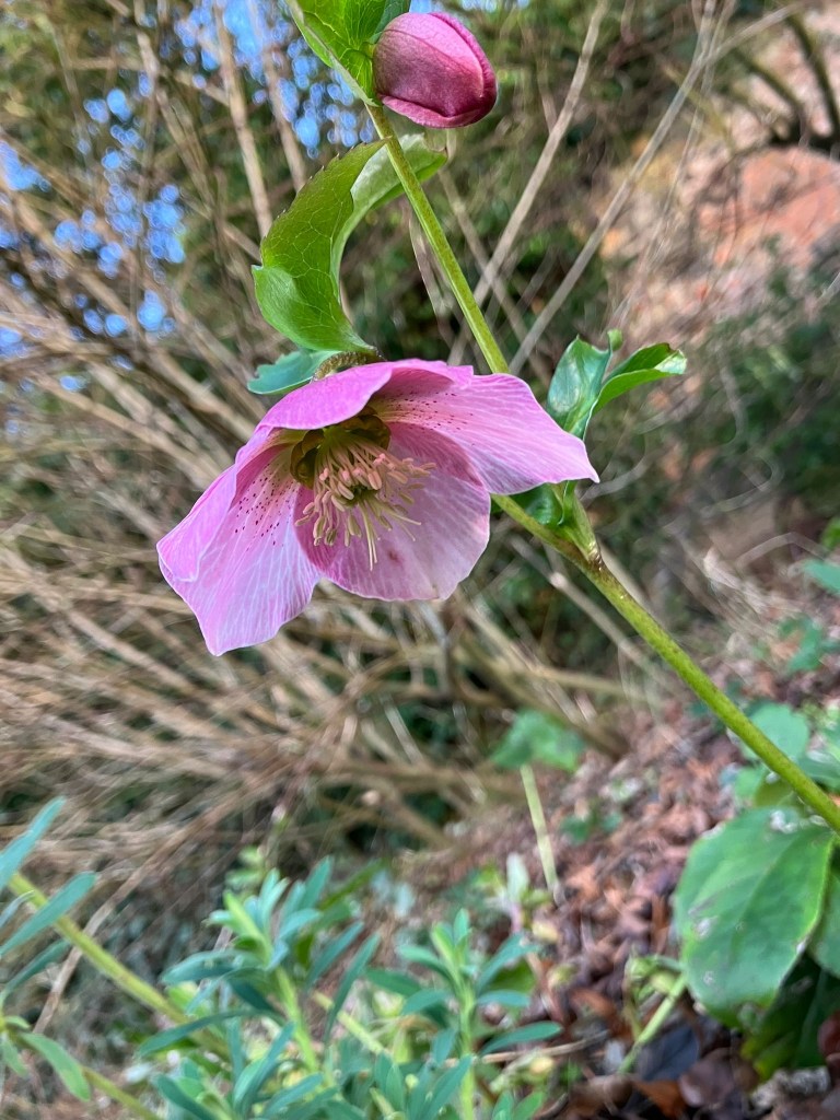 Hellebore orientalis